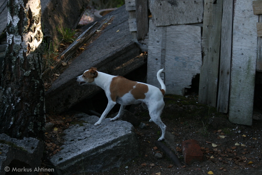 Hippu